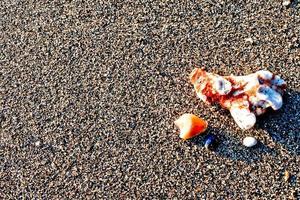 Satz Muscheln auf weißem Sandhintergrund foto