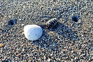 Satz Muscheln auf weißem Sandhintergrund foto