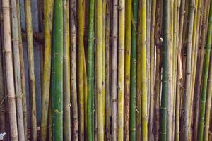 Die Böden, Wände und Zäune der ländlichen Häuser sind aus Bambus. foto