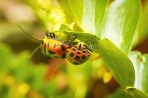 Pairing Indian Jewel Bug Makro Nahaufnahme Premium-Foto foto