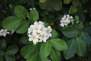 Orangenjasmin oder Murraya Paniculata-Blüten. Nahaufnahme weißer Blumenstrauß auf grünen Blättern im Garten mit Morgenlicht. die Seite der weißen exotischen Blume. foto