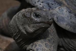 Aldabra-Schildkröte lächelnd foto