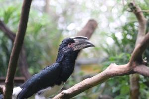 Trompeter-Nashornvogel, der die Kamera untersucht foto