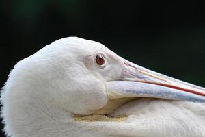 großer weißer Pelikan foto