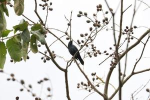 asiatischer Hochglanzstar auf einem Baum foto