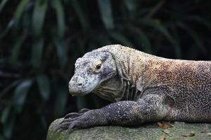 Komodowaran, der sich hinsetzt foto