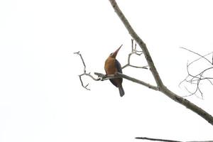 Stock-berechneter Eisvogel foto