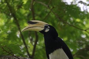 orientalischer Rattenhornvogel foto