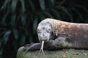 Komodowaran, der sich hinsetzt foto