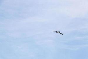 Fregat-Vögelherde fliegen blauer Himmelwolkenhintergrund in Mexiko. foto