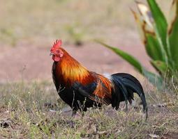 Hahn Zwerg kräht Huhn bunt rot auf Feld natürlichen Hintergrund Zwerghahn Asien foto