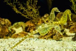 Gelbes Seepferdchen mit dickem Bauch, das unter Wasser schwimmt foto