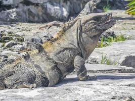 leguan auf felsen tulum ruinen maya-stätte tempelpyramiden mexiko. foto