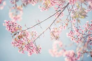 rosa Kirschblüten gegen einen blauen Himmel foto