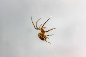 Spinne hängt und klettert im Spinnennetz Deutschland. foto