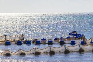 algen-sargazo-netz im türkisfarbenen wasser playa del carmen mexiko. foto