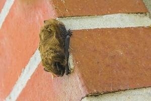 braune fledermaus hängt an der wand und schläft deutschland. foto