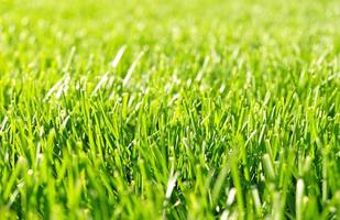 nahaufnahme grünes gras, natürliche grüne hintergrundtextur des rasengartens. ideales konzept für die herstellung von grünen böden, rasen für das training von fußballplätzen, grasgolfplätzen, grünen rasenmustern. foto