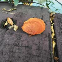 Orangefarbener Pilz, der auf einer Holzbohlenbrücke wächst, mit normaler Winkelansicht foto