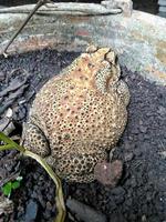 ein Frosch, der auf einem Blumentopf sitzt. foto