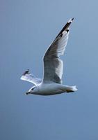 Möwe fliegt im düsteren blauen Himmel foto