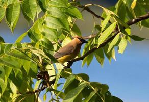 Flügel aus Zedernwachs im Baum foto