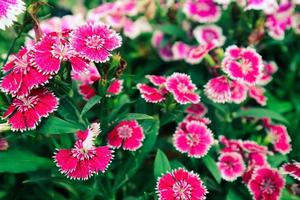 dianthus barbatus oder bekannt als sweet william ist eine in Südeuropa beheimatete Dianthus-Art. Sweet William symbolisiert Mut. foto