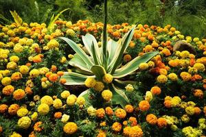 Die Ringelblume hat eine helle Farbe, die von einer Farbe dominiert wird, nämlich helles Gelb. foto