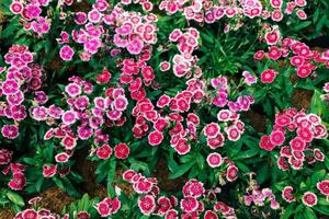 dianthus barbatus oder bekannt als sweet william ist eine in Südeuropa beheimatete Dianthus-Art. Sweet William symbolisiert Mut. foto