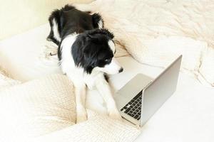 Mobiles Büro zu Hause. lustiges Porträt süßes Hündchen Border Collie auf dem Bett arbeiten Surfen Surfen im Internet mit Laptop-PC-Computer zu Hause drinnen. pet life freiberufliches quarantänekonzept. foto