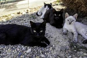 streunende schwarze Katze foto