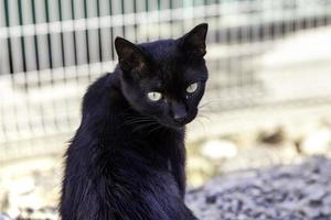 streunende schwarze Katze foto