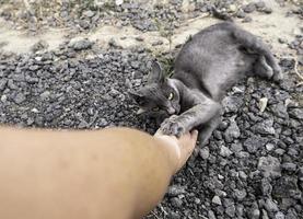 Katze beißt sich in die Hand foto