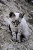 verlassene neugeborene Katze foto