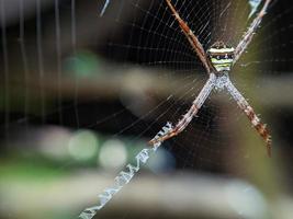 Schöne Spinne, die im Netz hängt und auf Nahrung wartet, Makronatur foto