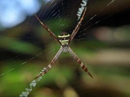 Schöne Spinne, die im Netz hängt und auf Nahrung wartet, Makronatur foto