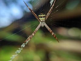 Schöne Spinne, die im Netz hängt und auf Nahrung wartet, Makronatur foto