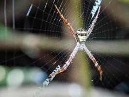 Schöne Spinne, die im Netz hängt und auf Nahrung wartet, Makronatur foto