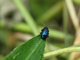 aphthona ist eine käfergattung aus der familie der blattkäfer chrysomelidae, die in europa und asien beheimatet ist foto