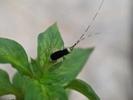 Heuschrecke auf Blatt, Makrofotografie, extreme Nahaufnahme foto