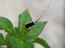 Heuschrecke auf Blatt, Makrofotografie, extreme Nahaufnahme foto