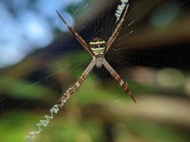 Schöne Spinne, die im Netz hängt und auf Nahrung wartet, Makronatur foto