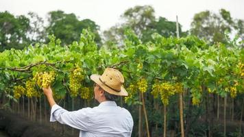 Bauer hält eine Weintraube im Weinberg. foto