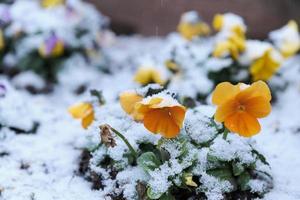 gelbe Blumen, die im Schneefall begraben werden foto