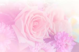 süße rosa Rose blüht Hintergrund foto