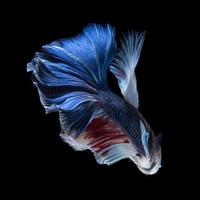 blauer Betta-Fisch foto