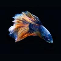 blauer Betta-Fisch isoliert auf schwarzem Hintergrund foto