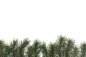 Weihnachtsbaumzweige. das konzept des neuen jahres, weihnachten, natur. Banner. flache Lage, Draufsicht auf weißem Hintergrund foto