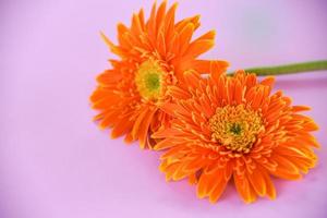 orange gerbera frühlingsblumen sommer schön blühend auf rosa hintergrund foto