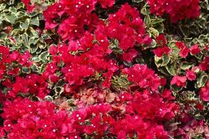 schöner roter Bougainvillea-Blumenhintergrund mit Blättern blühen im Garten foto